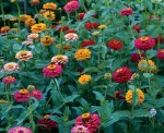 Benarys Giant Zinnia