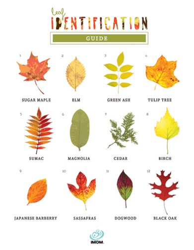 leaf-identification-guide-long